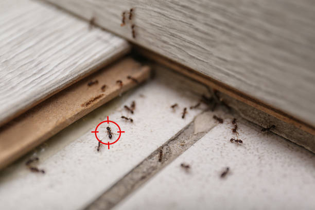 Best Ant Control Services  in Bluff City, TN