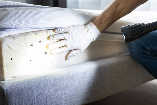 Flea Control Services in Bluff City, TN