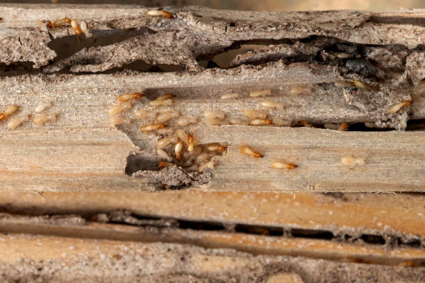 Reliable Bluff City, TN Pest Control Solutions