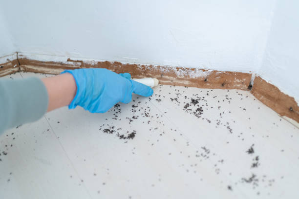  Bluff City, TN Pest Control Pros